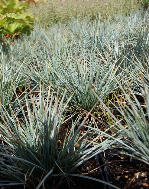Festuca glauca `Blaue Auslese`
